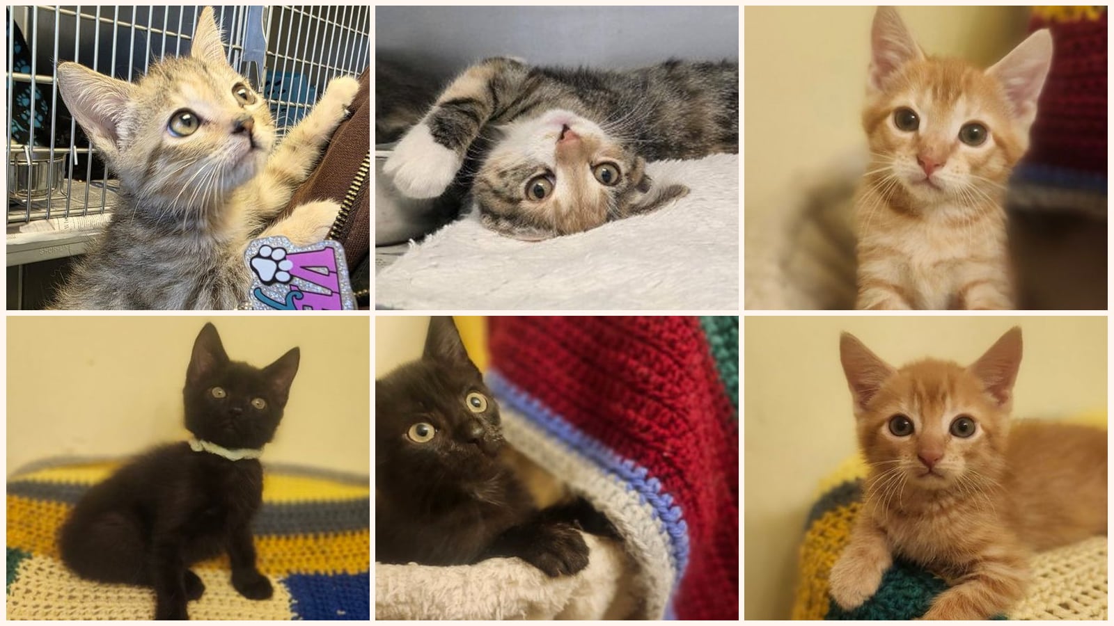 Kittens up for adoption near Richmond, VA
