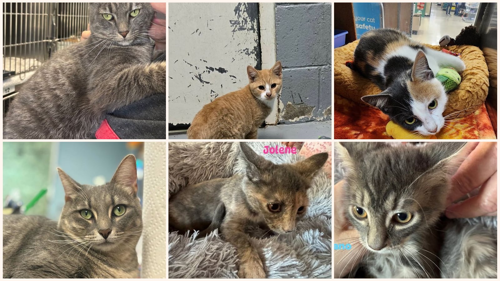 Adult Cats up for adoption near Roanoke, VA