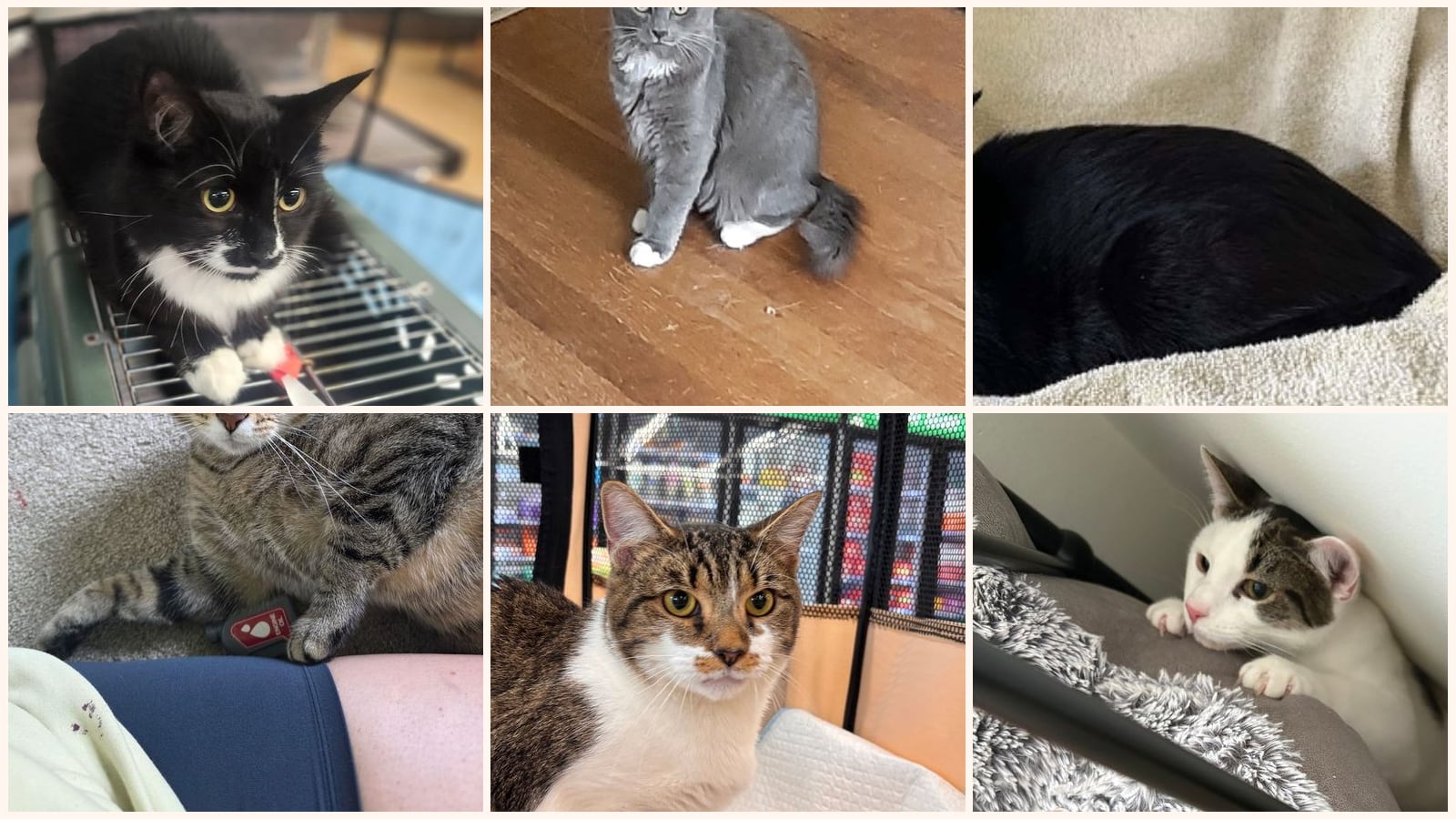 Dog-Friendly Cats up for adoption near Suffolk, VA
