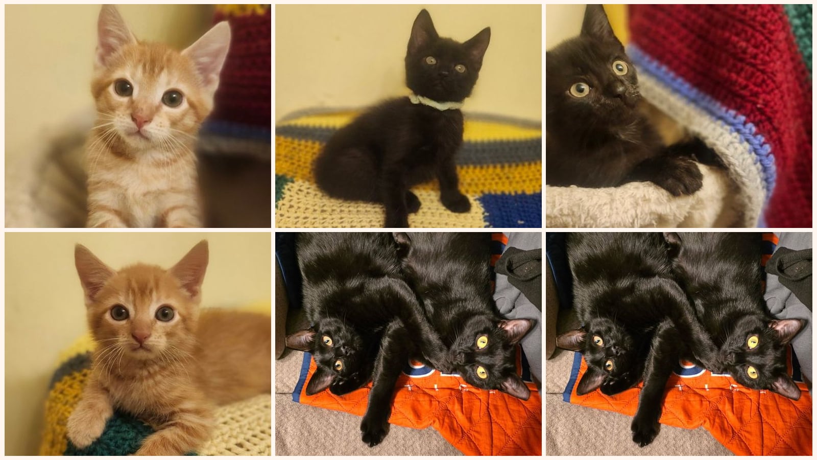 Kid-Friendly Cats up for adoption near Suffolk, VA