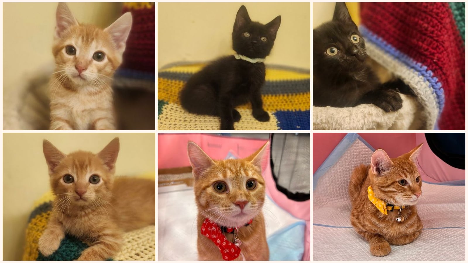 Kittens up for adoption near Virginia Beach, VA