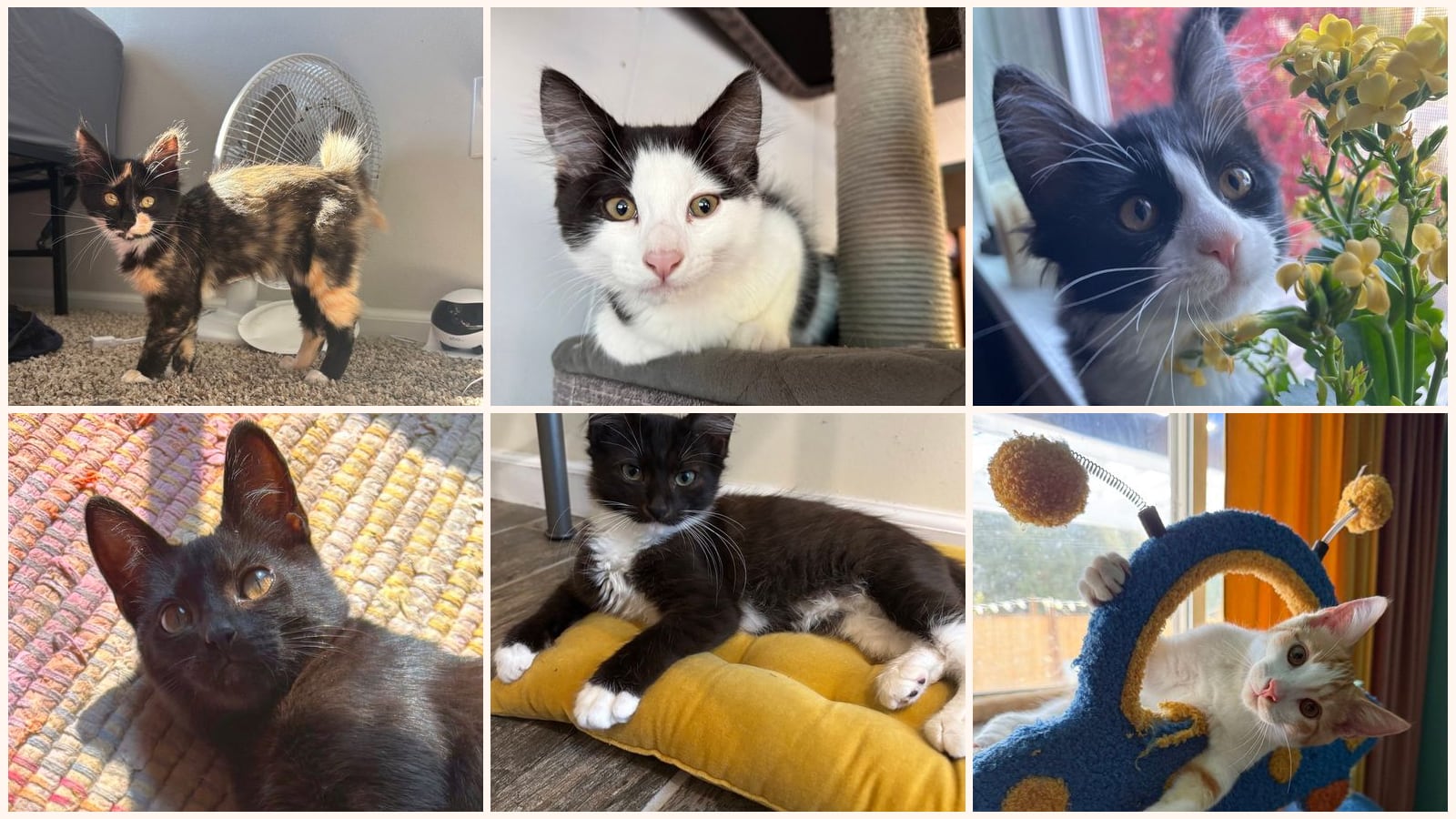 Kittens up for adoption near Bellevue, WA