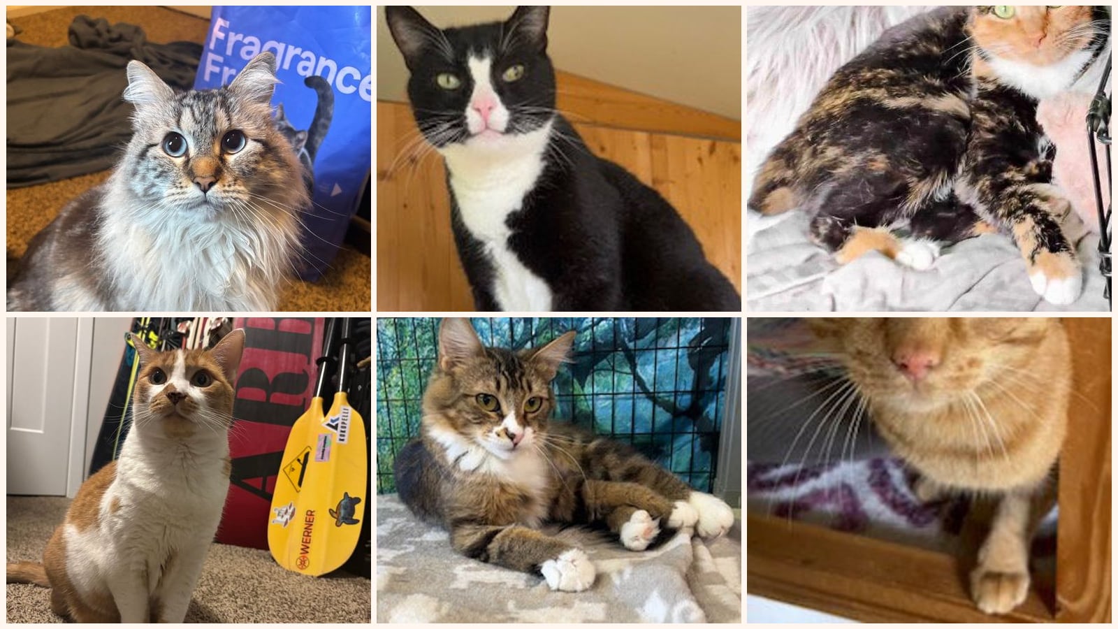 Adult Cats up for adoption near Kirkland, WA