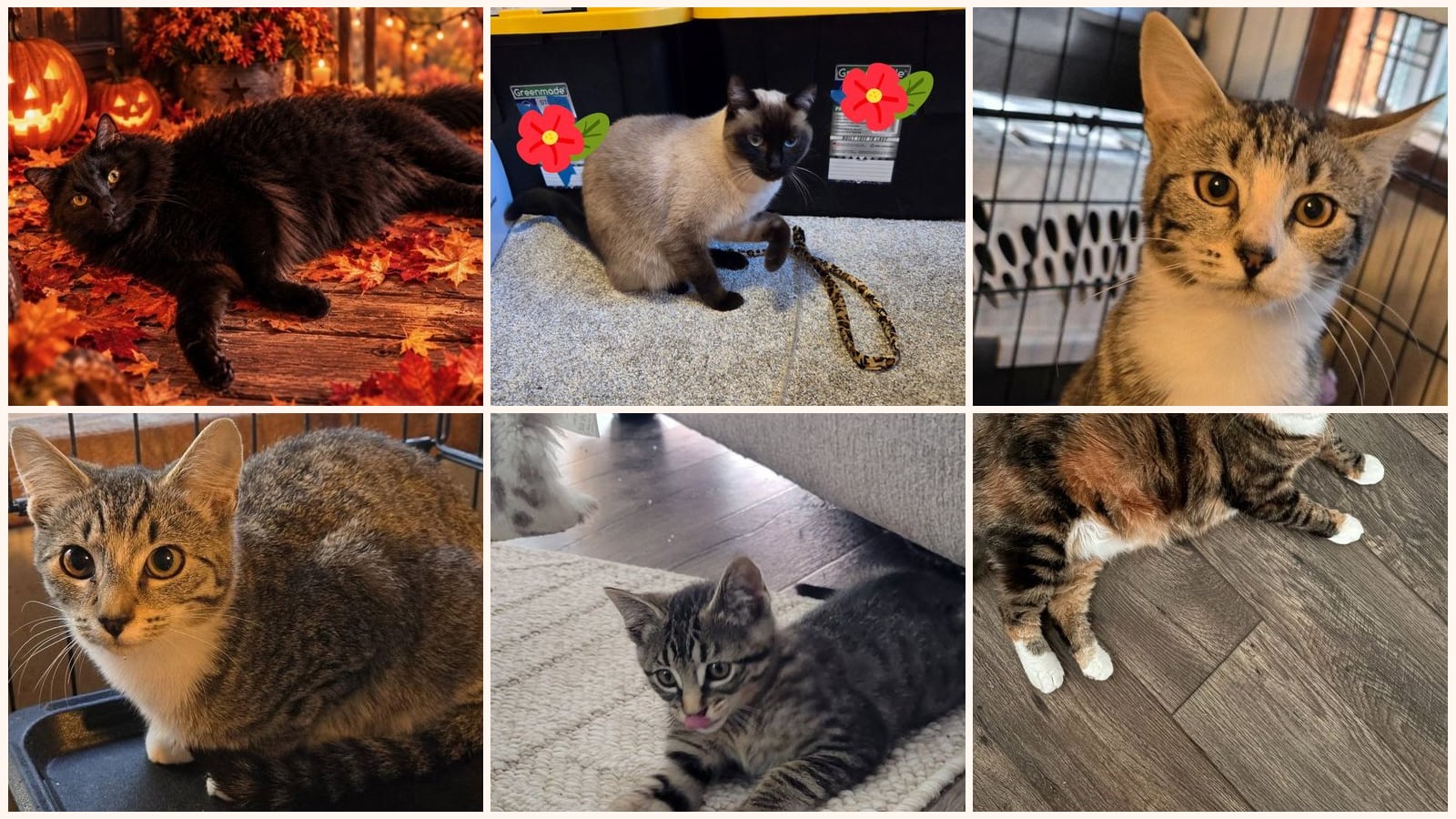 Kid-Friendly Cats up for adoption near Lacey, WA