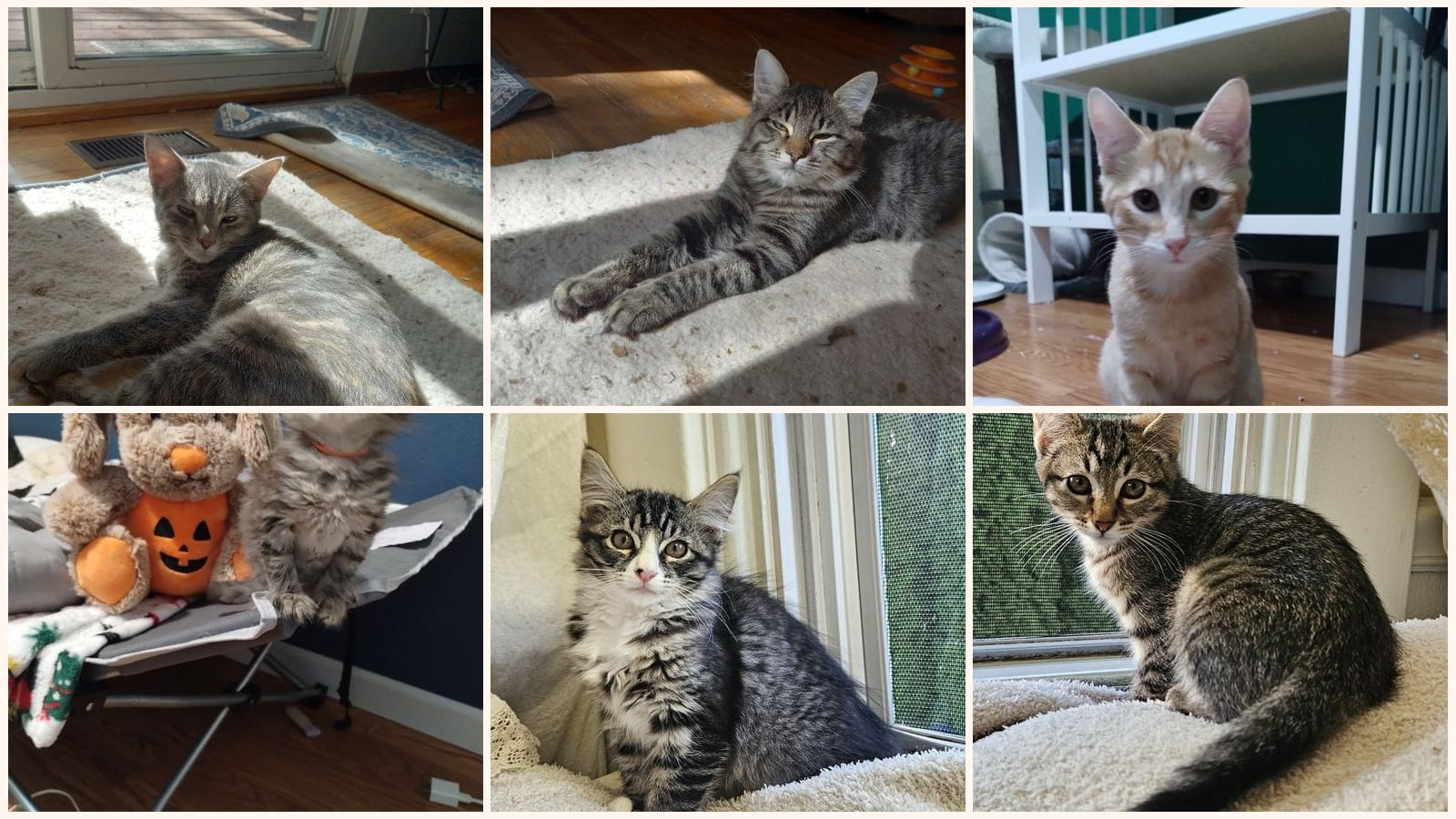 Kittens up for adoption near Lacey, WA