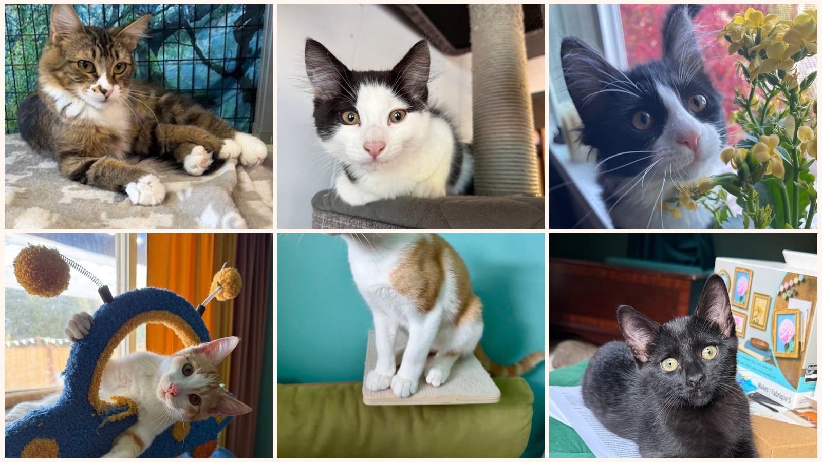 Dog-Friendly Cats up for adoption near Sammamish, WA