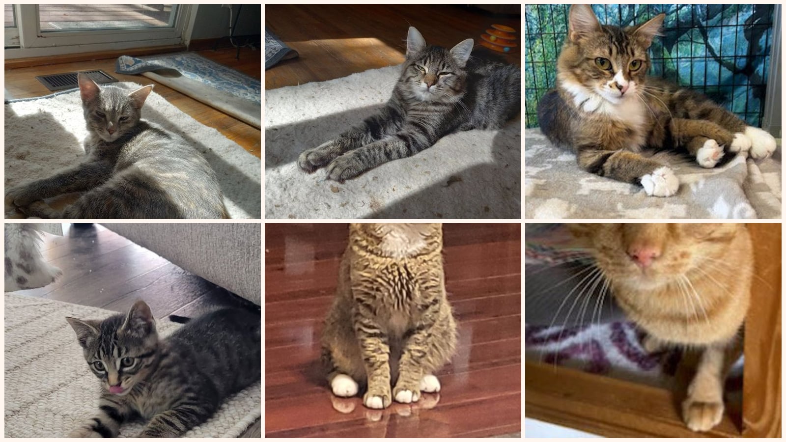 Dog-Friendly Cats up for adoption near South Hill, WA