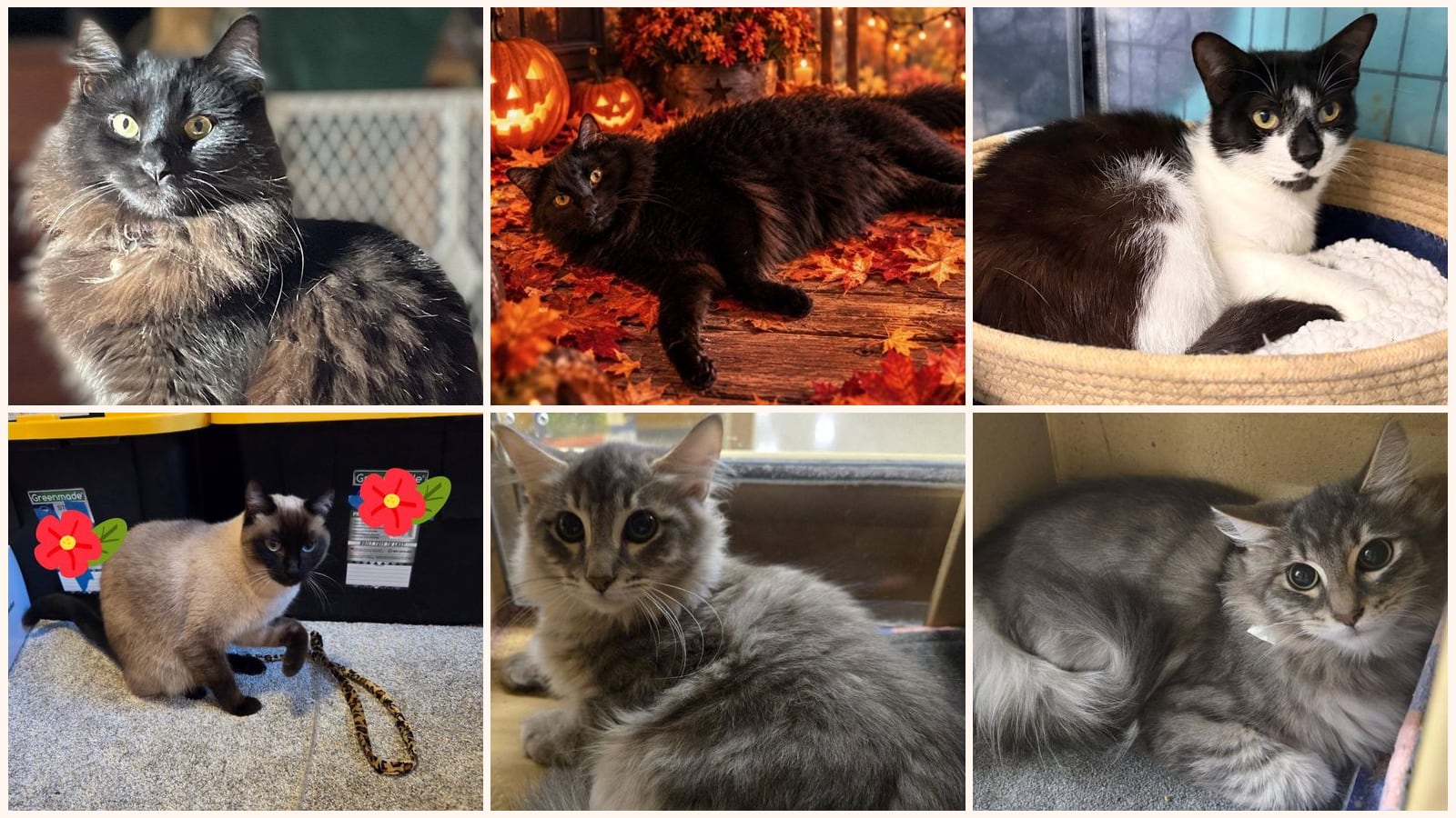 Adult Cats up for adoption near Tacoma, WA