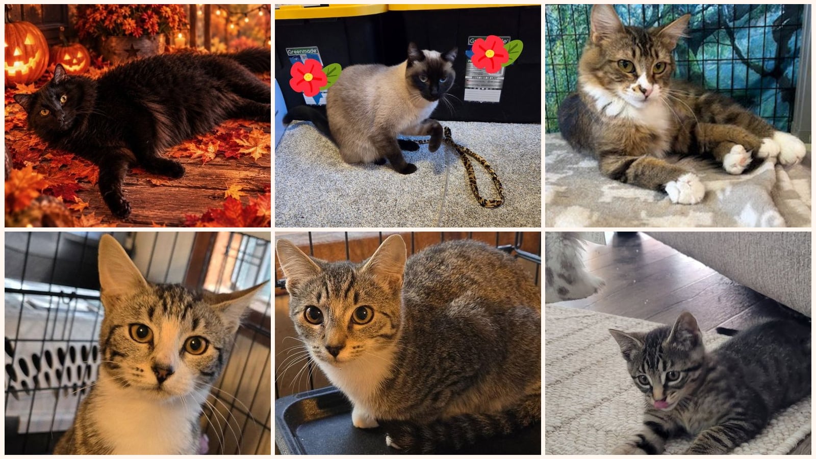 Kid-Friendly Cats up for adoption near Tacoma, WA