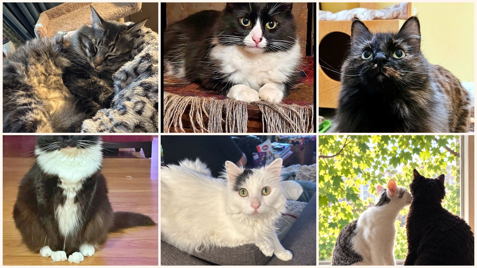 Long-Haired Cats up for adoption near Vancouver, WA