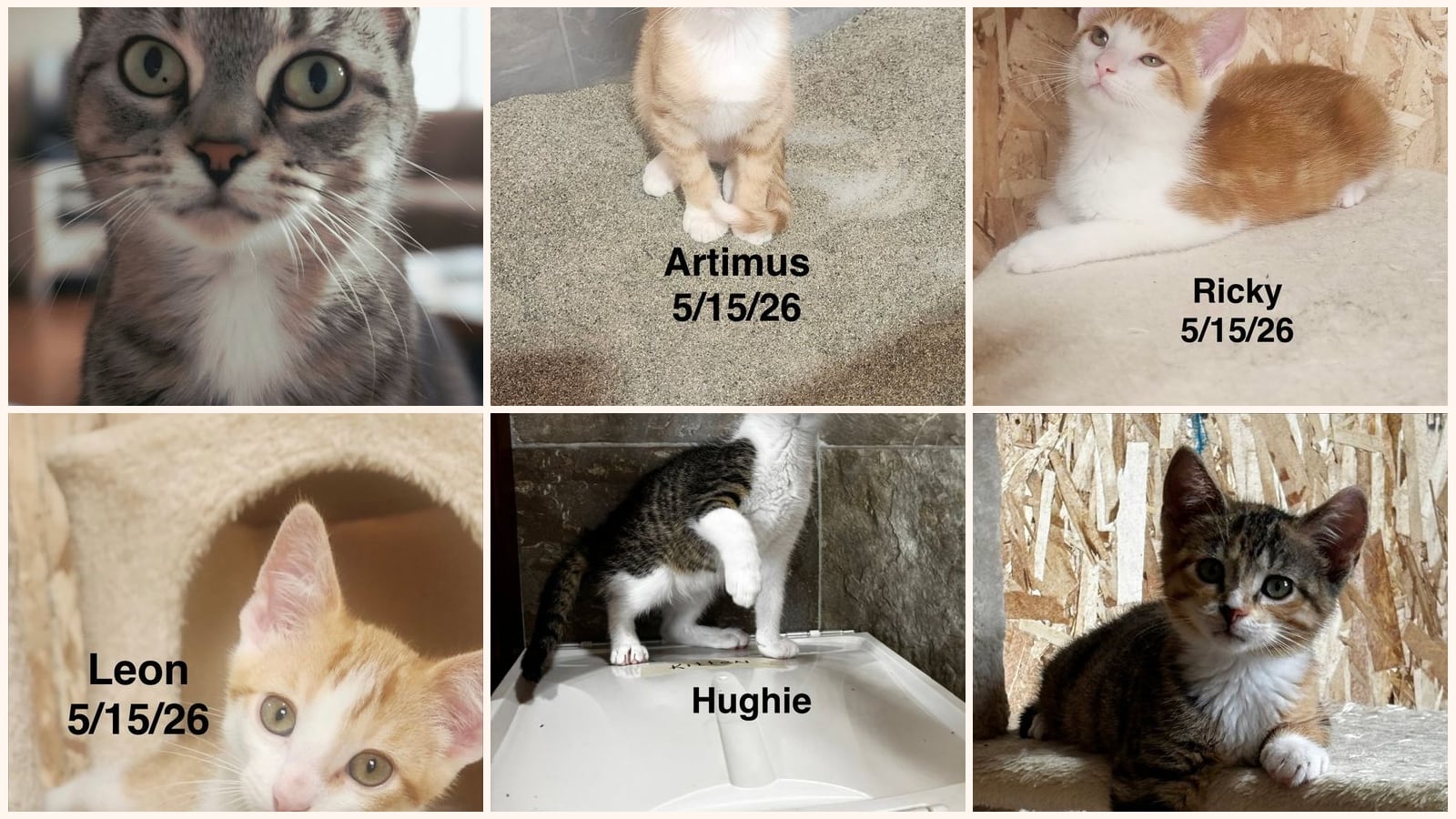 Dog-Friendly Cats up for adoption near Appleton, WI
