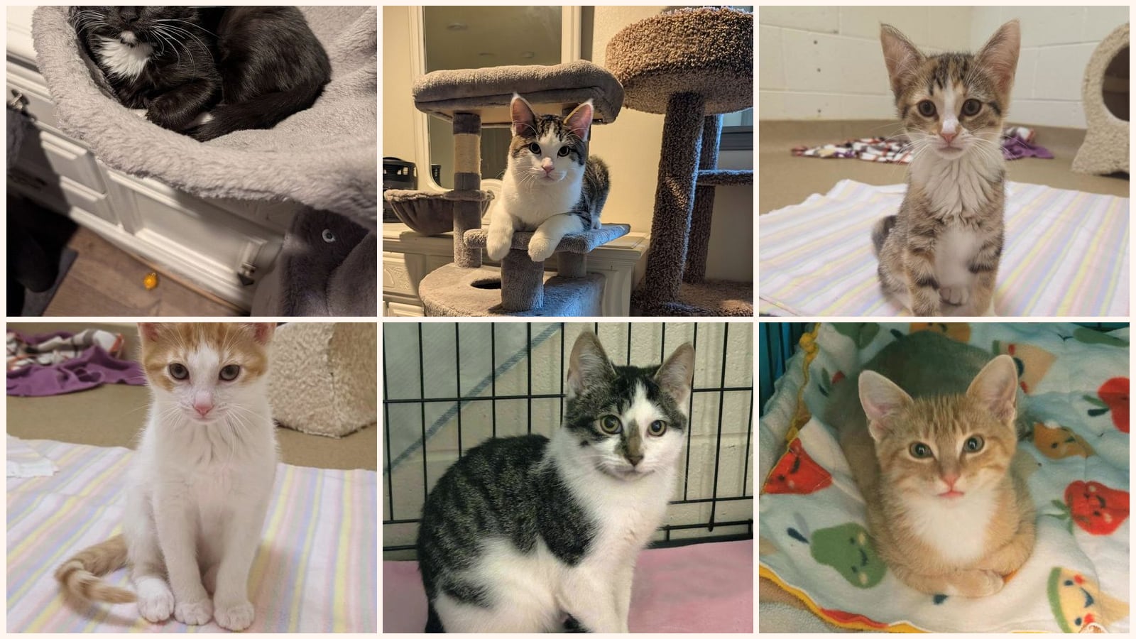 Kittens up for adoption near Appleton, WI
