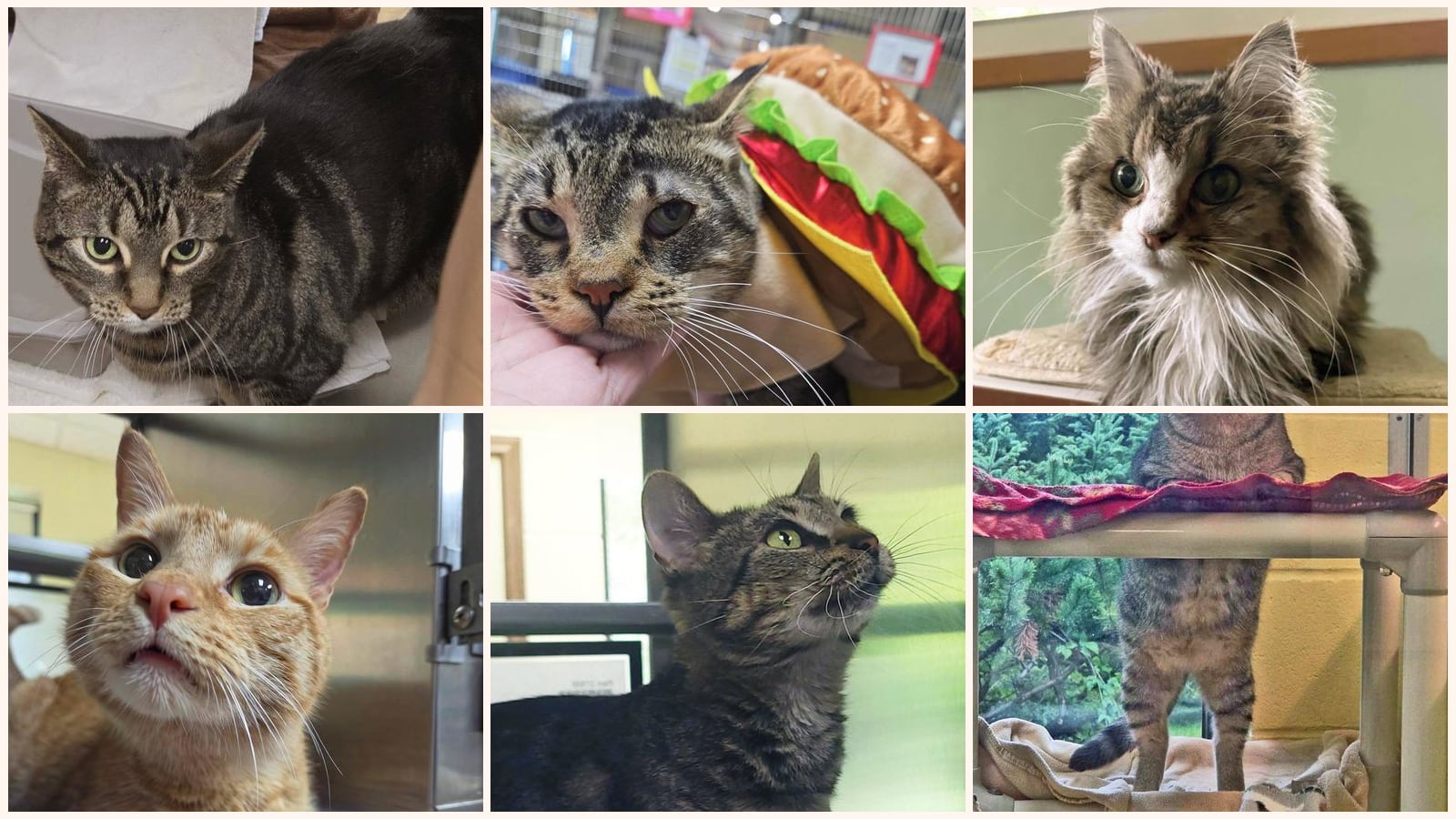 Senior Cats up for adoption near Appleton, WI