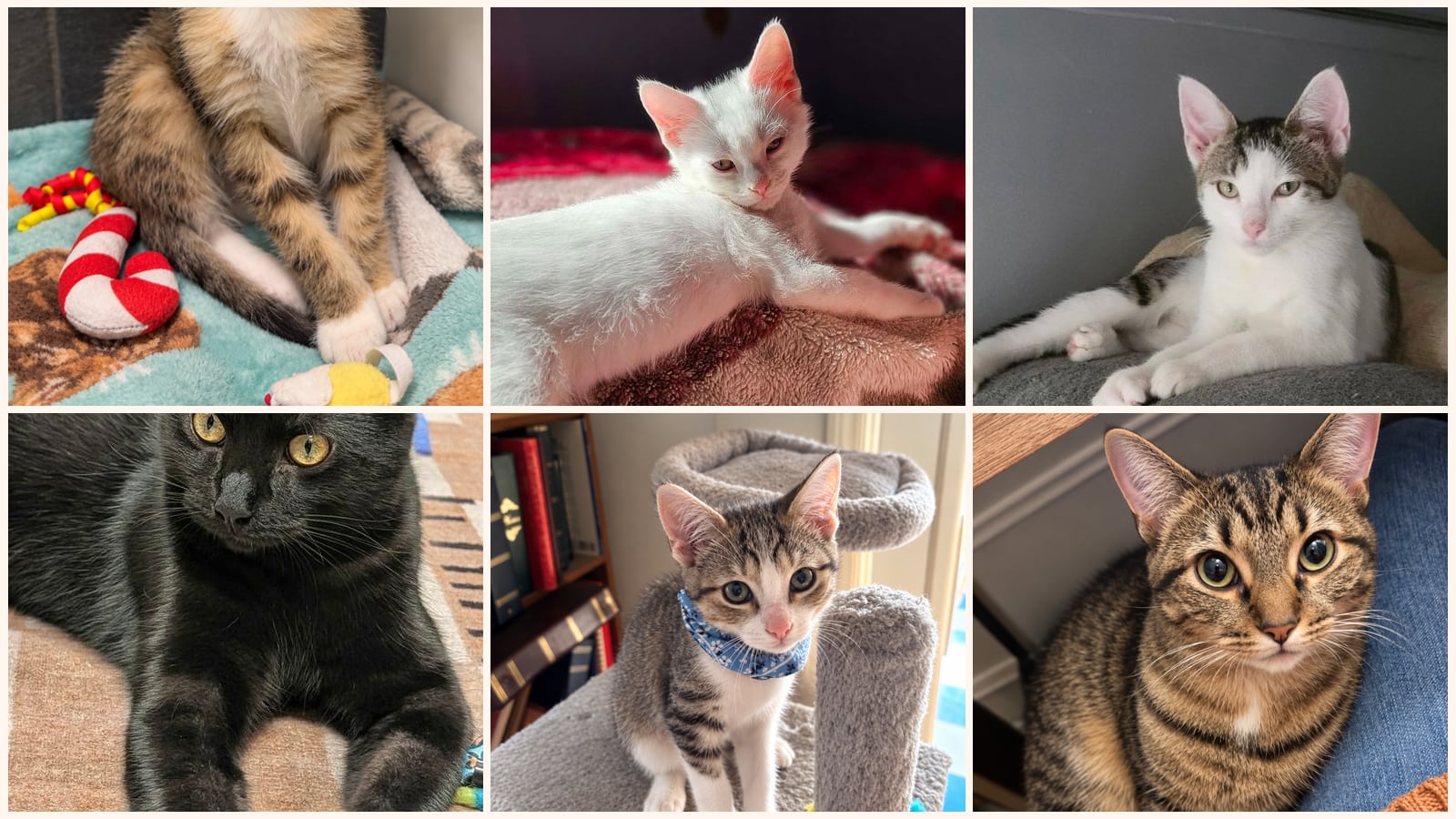 Kittens up for adoption near Kenosha, WI