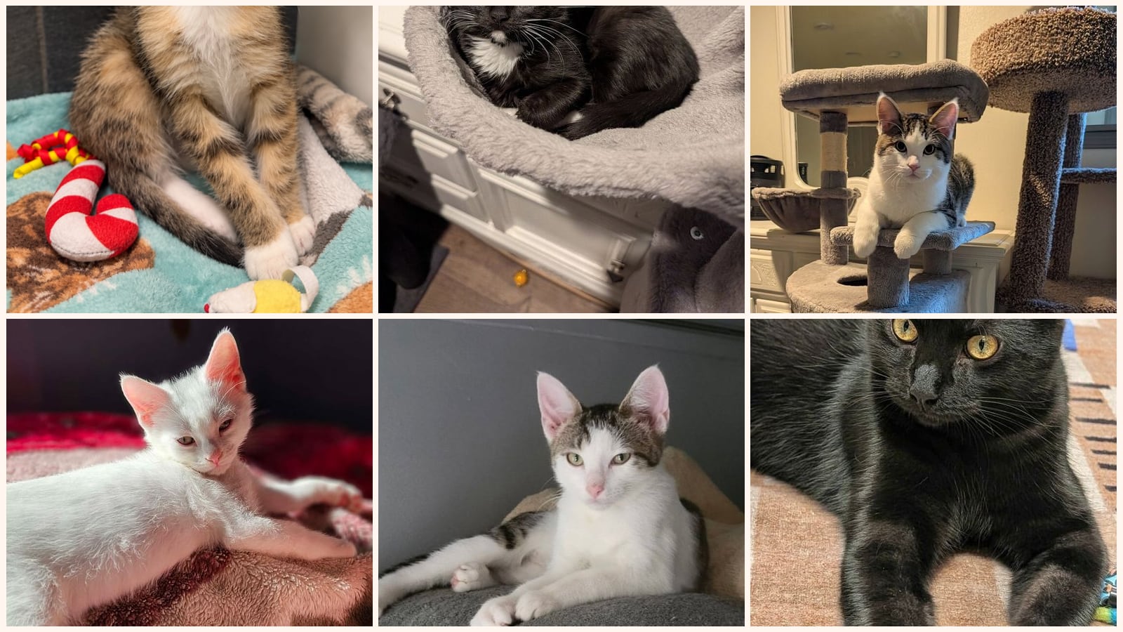 Kittens up for adoption near Madison, WI