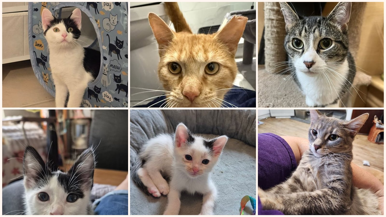 Bonded Pairs up for adoption near Milwaukee, WI
