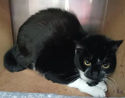 Meow Meow, photo 3