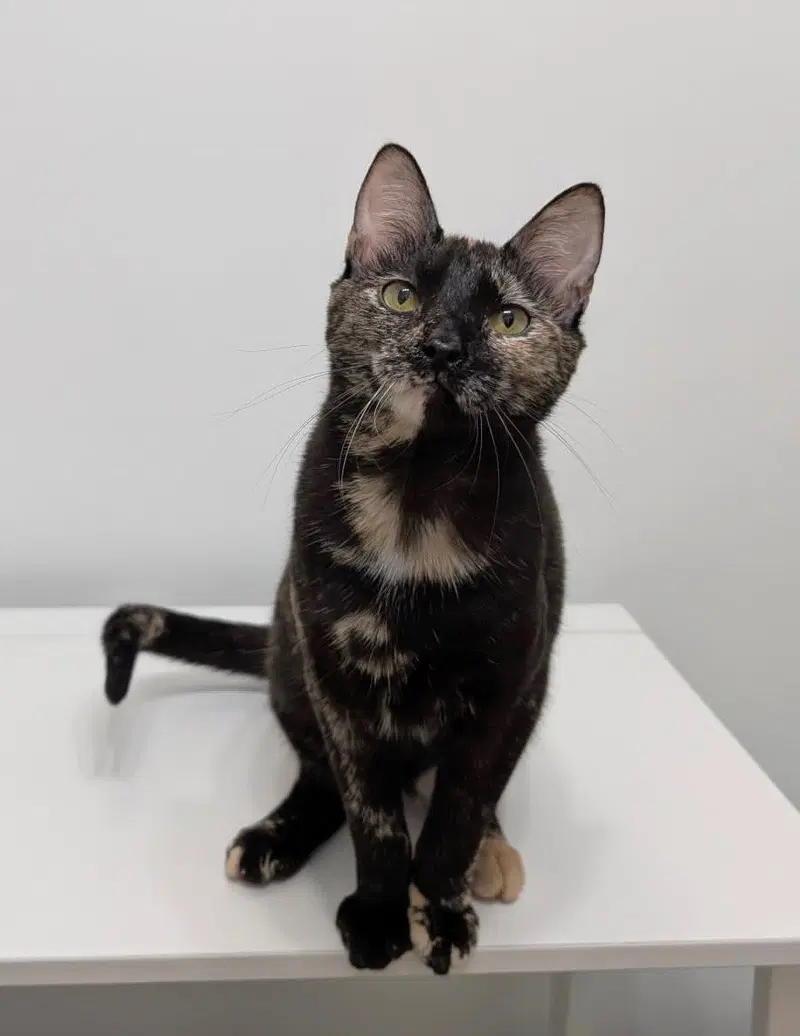 Kate, a young female Tortoiseshell cat up for adoption