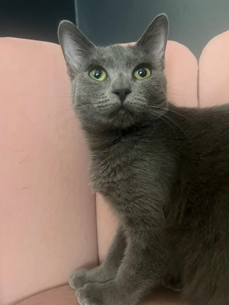 Jagger, a young female Russian Blue cat up for adoption