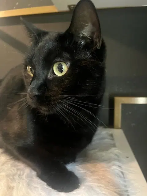 Otis, photo 6