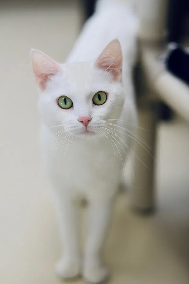 Vixie, photo 2