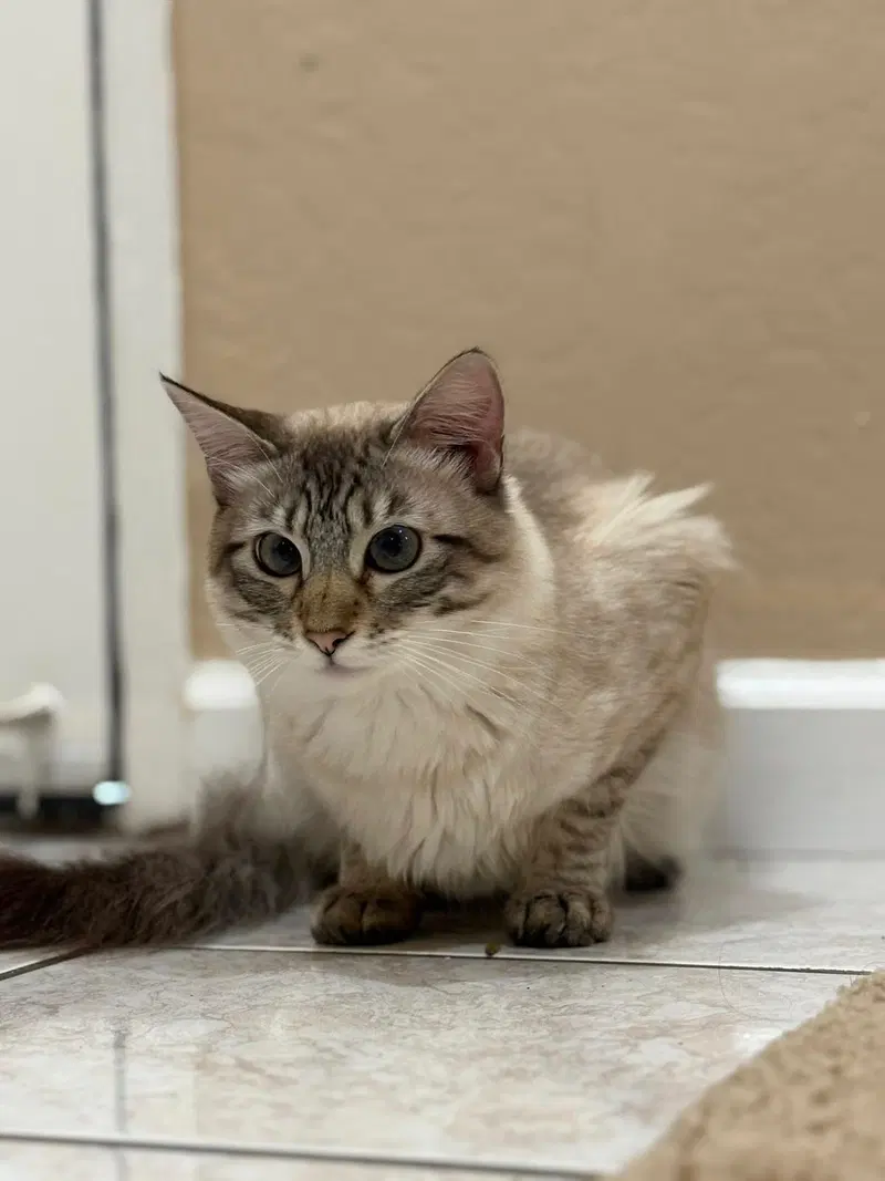 Cleo, photo 2