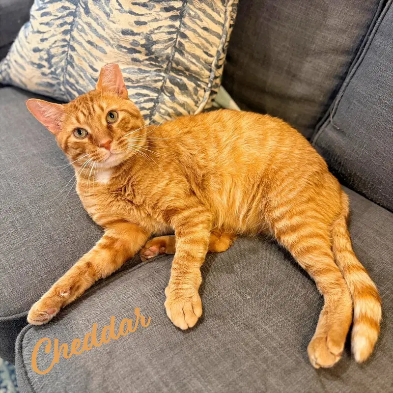 Cheddar, an adult male Tabby cat up for adoption