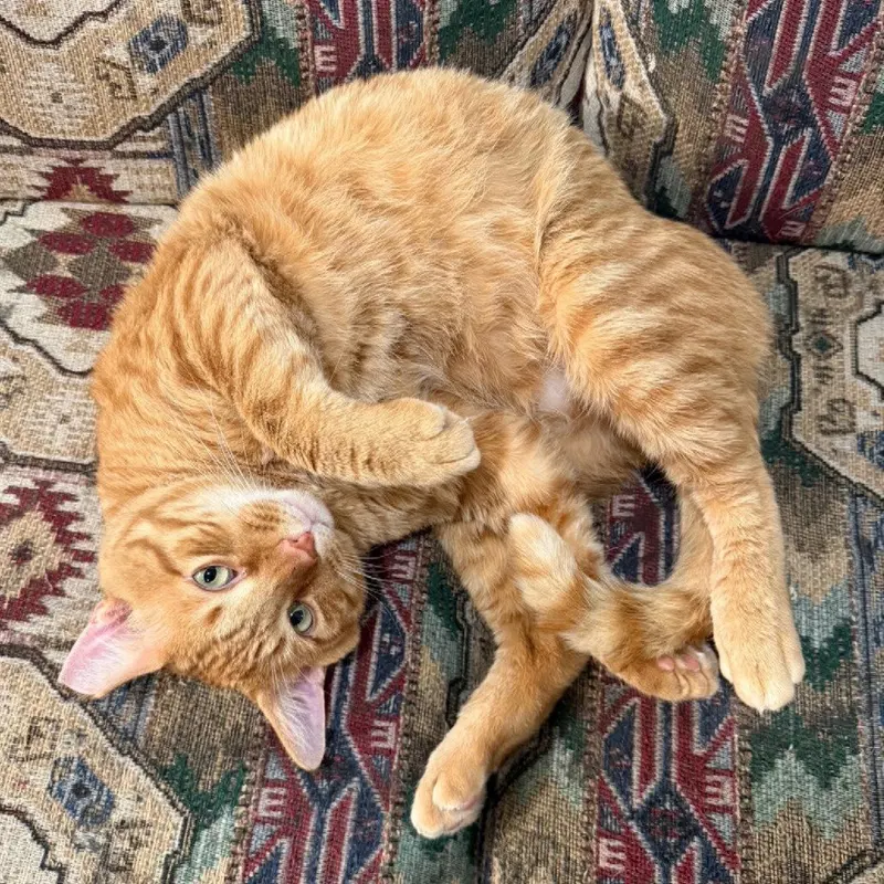 Cheddar, photo 2