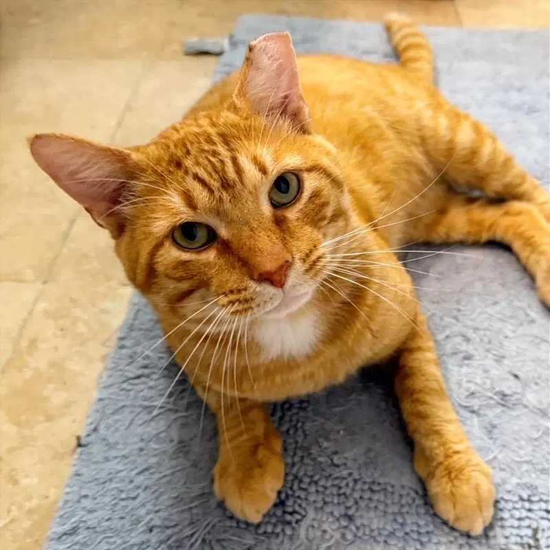 Cheddar, photo 4