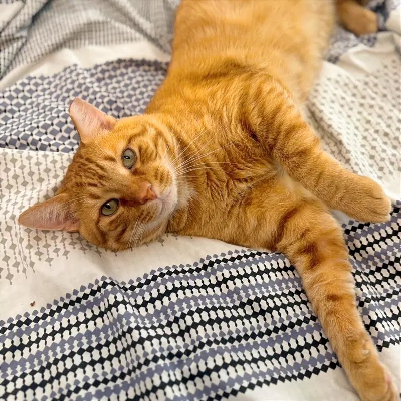 Cheddar, photo 3