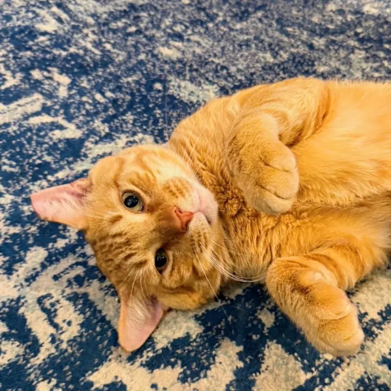 Cheddar, photo 5