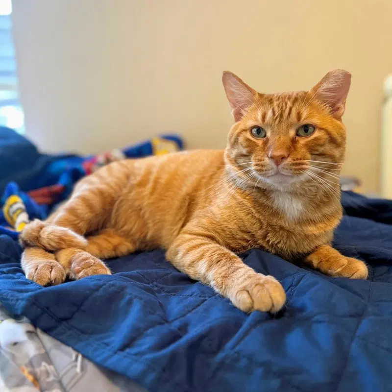 Cheddar, photo 6