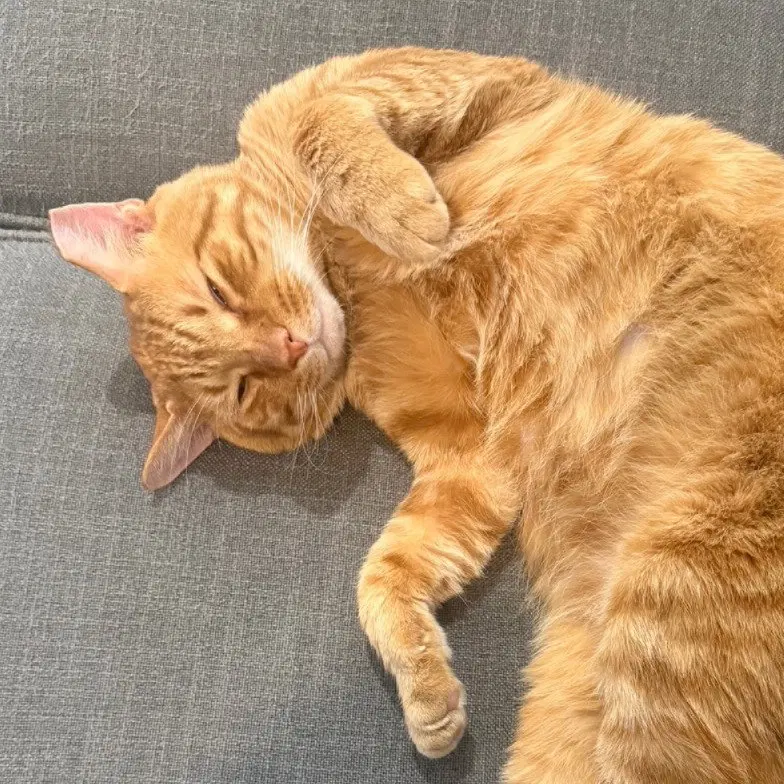Cheddar, photo 7