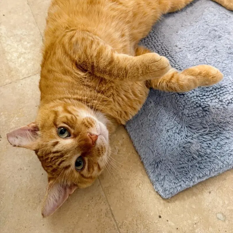 Cheddar, photo 8