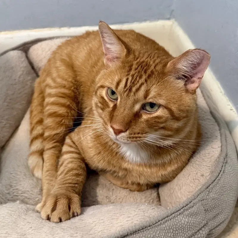Cheddar, photo 9