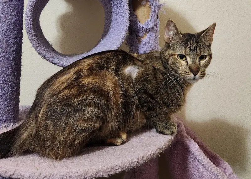 Zuri, an adult female Tabby cat up for adoption