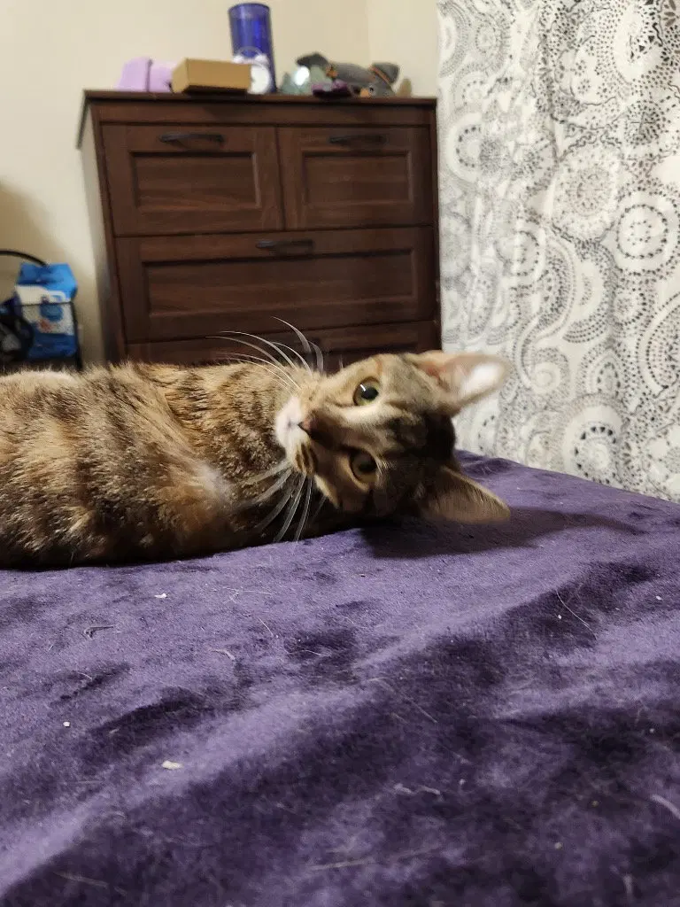 Zuri, photo 3