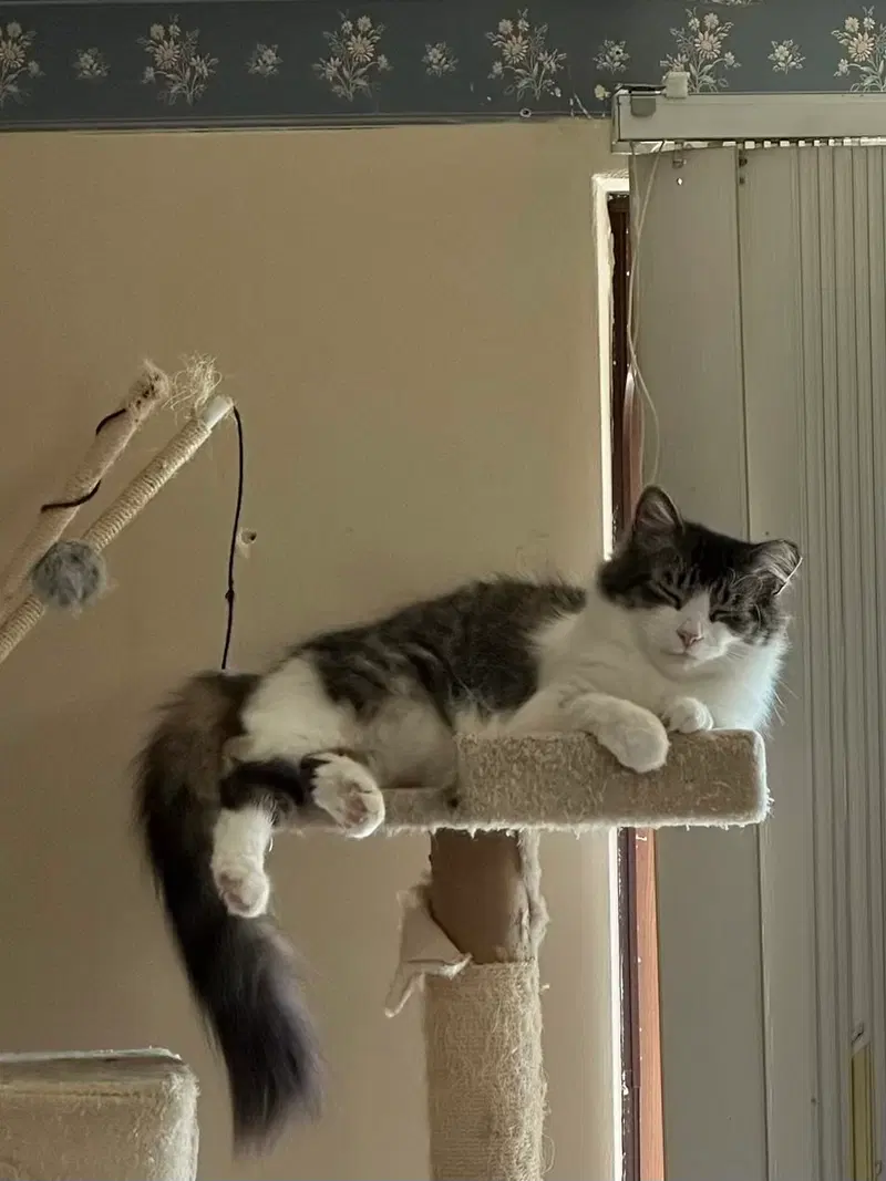 Max and Luna bonded, photo 3