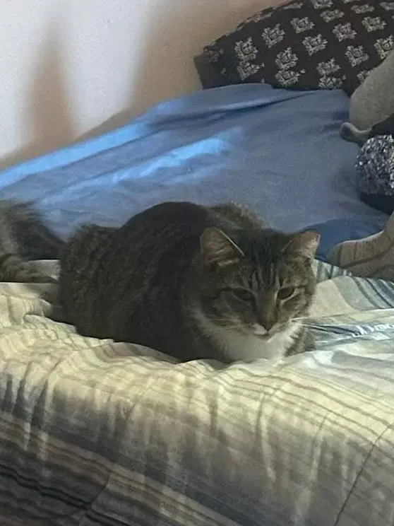 Luna and Max Bonded, photo 4