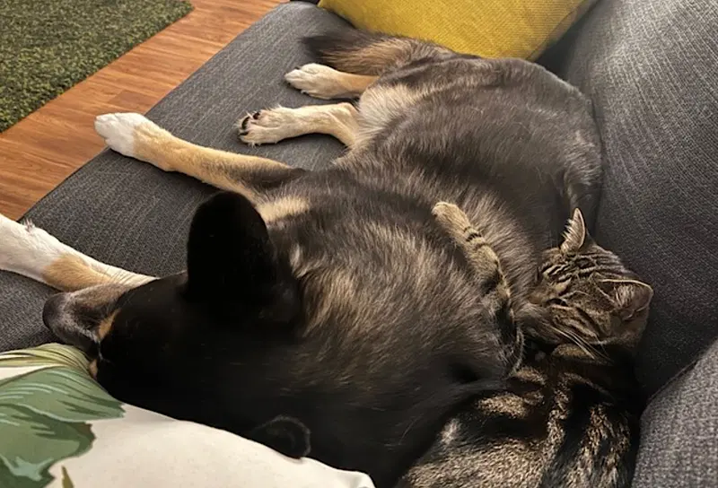 Wolfie, photo 7