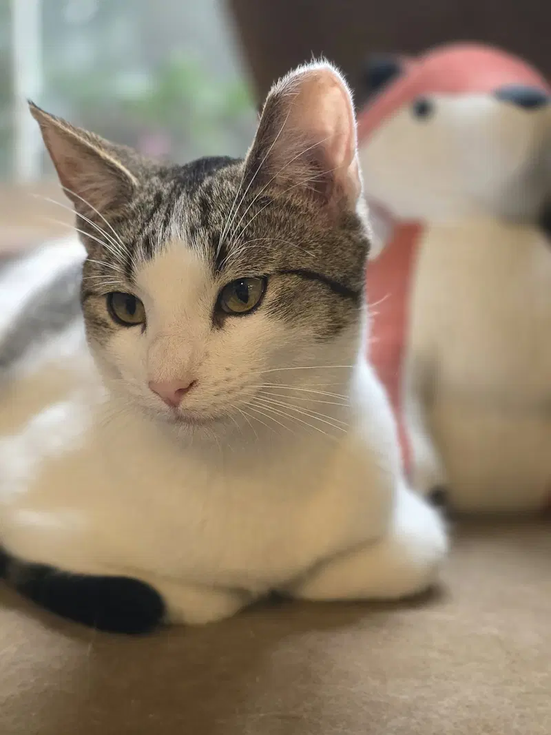 Kitty Taylor, photo 2