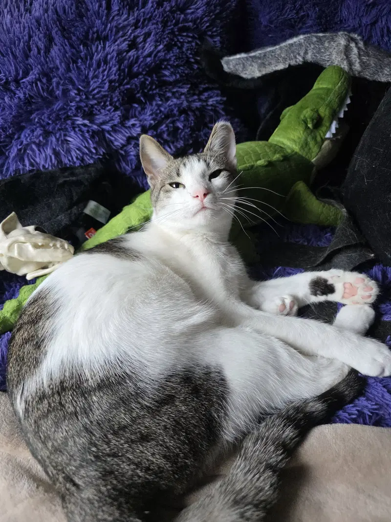 Kitty Taylor, photo 3