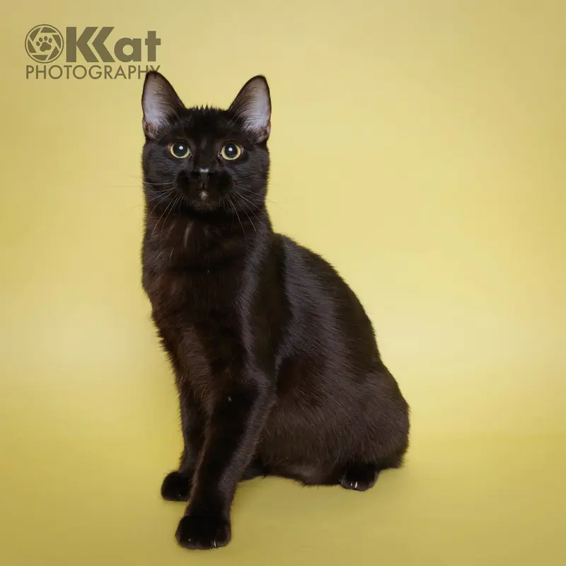 Bee Gee, a young female cat up for adoption