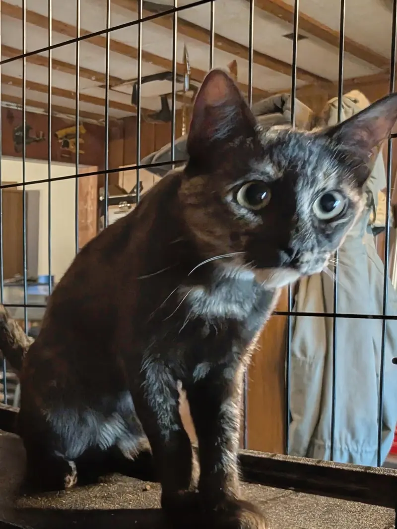 Tortie, a young female cat up for adoption