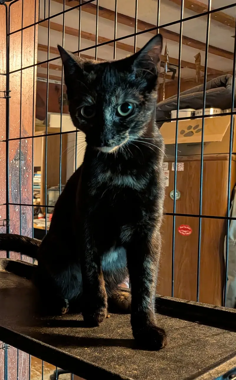 Tortie, photo 2