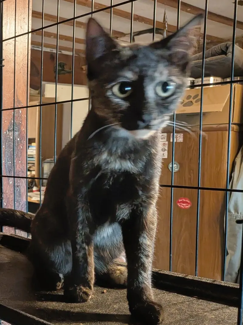 Tortie, photo 3