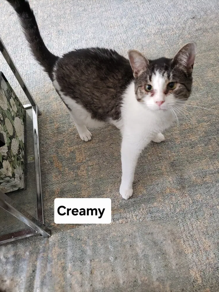 Creamy, a young female cat up for adoption