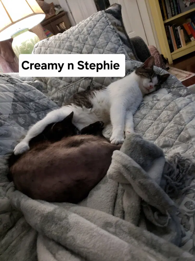 Creamy, photo 2