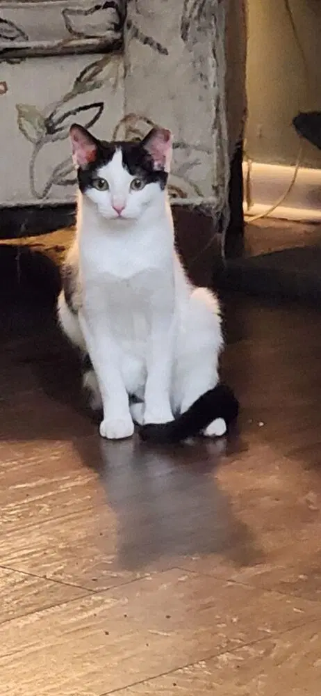 Cate, photo 3