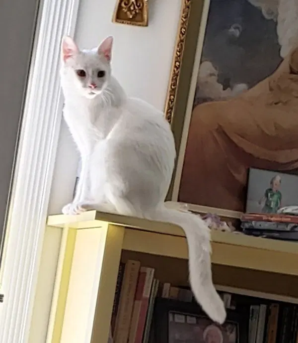 Lotus, a young male cat up for adoption